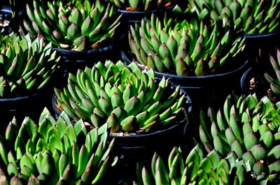 Wax Agave، ساق عروس، بومی مکزیک
